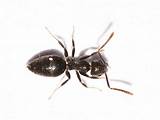 White Ants Size Pictures