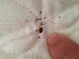 Car Treatment For Bed Bugs Images