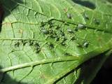 Photos of Green Vegetable Bug Control