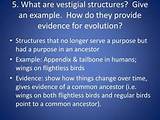 Images of Vestigial Structures Theory Of Evolution