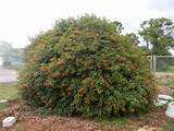 Yellow Flowering Bush In Florida Pictures