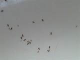 Photos of Very Small White Ants