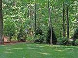 Wooded Yard Landscaping Images