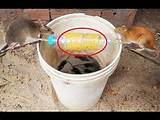 Quick Homemade Mouse Trap