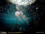Photos of Box Spring Jellyfish