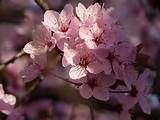 Pictures of Sakura Flower