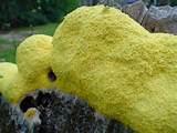 Images of Yellow Slime Mold Removal