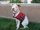 Training Service Dogs Images