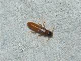 Baby Termite Photos