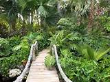 Landscape Plants Tropical
