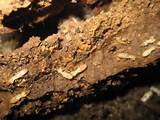 Major Termite Damage Photos
