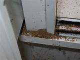 Pictures of Carpenter Ants Damage To House