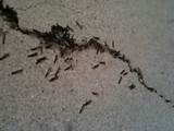 Human Termites Pictures