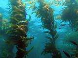 Where Can Kelp Be Found