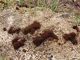 Videos Of Red Fire Ants Pictures