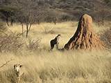 What Eats Termites In Africa Images