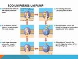 Images of The Sodium Potassium Pump
