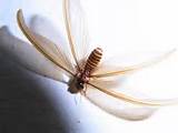 Pictures of Female Termite