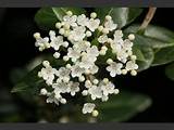 Evergreen Tree With Small White Flowers Pictures