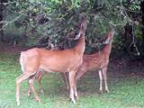 Images of Deer Eating Flowers