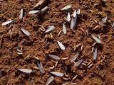Termites Swarmers Images