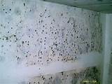 Mold Removal Yourself Pictures