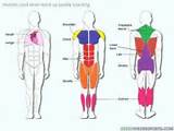 Images of Core Muscles Used In Running