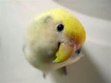 Pet Insurance Birds Images