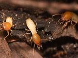 Photos of Image Termite
