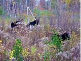 Maine Moose Outfitters Photos