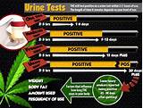 How Fast Can You Get Marijuana Out Of Your System