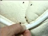 Images of Smoke Treatment For Bed Bugs