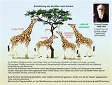 Giraffe Theory Of Evolution Pictures