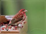 Youtube House Finch Song Images