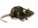 Mouse Rat Pictures