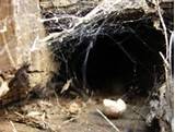 Images of Termite Habitat Facts