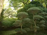 Pictures of Japanese Landscape Plants