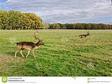 Deer Park Stock Photos