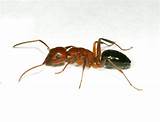 Images of Natural Pesticide For Carpenter Ants
