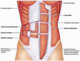 Photos of Abdominal Muscle Exercises