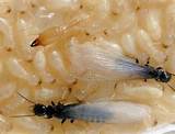 Bed Termites Pictures