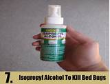 Rubbing Alcohol Treatment For Bed Bugs Photos