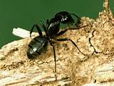 Black Carpenter Ants