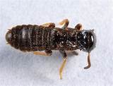 Photos of Minnesota Termites