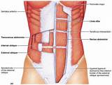 Rectus Abdominis Muscle Exercise Images
