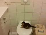 Toilet Training Your Kitten Photos