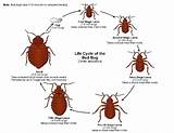 Pictures of How To Get Rid Of Bed Bugs Early Stages