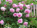 Images of Where To Buy Climbing Roses