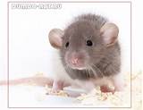 Images of Dumbo Rat