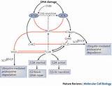 Pictures of Cell Repair Biology